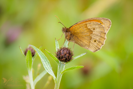 Meadow Brown