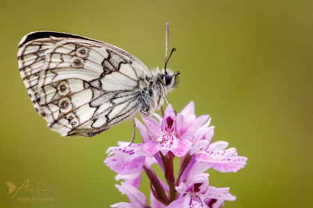 Marbled White