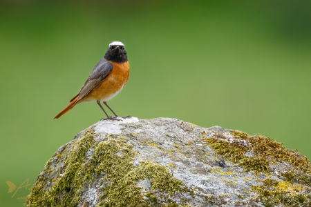 Redstart ♂️ (Explored 24 September 2017)