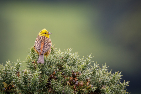 Yellowhammer
