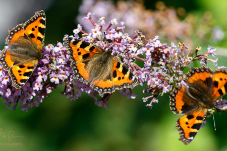Three Tortoiseshells (Explored 4 September 2017)