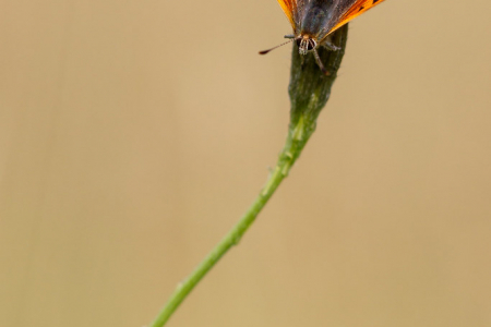 Small Copper