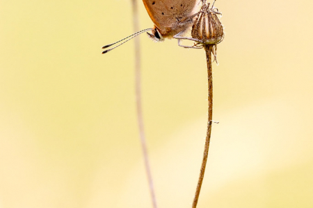 Small Copper