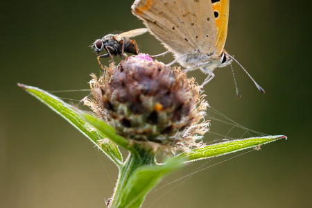 Small Copper and friends