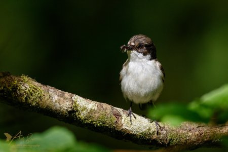 Pied Flycatcher ♂️