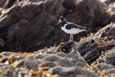 Oystercatcher