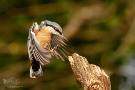 Landing gear down (Explored 30 October 2017)