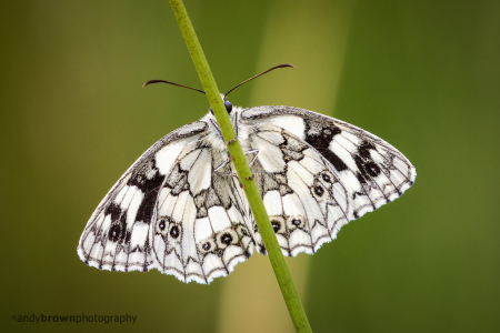 British Butterflies & Moths