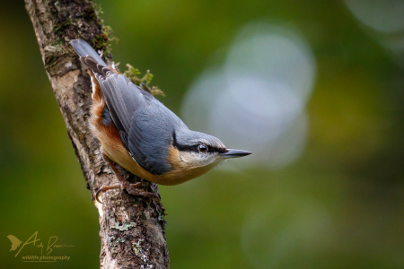 Nuthatch