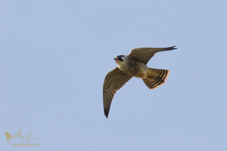 Peregrine (Explored 4 October 2017)