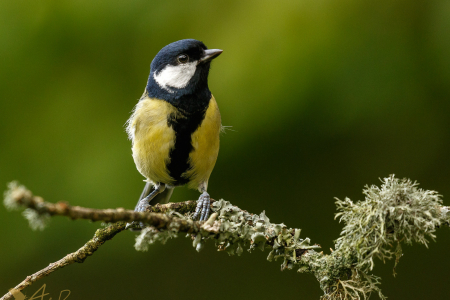 Great Tit