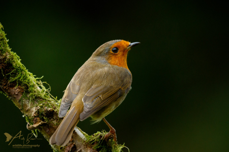 Robin (Explored 16 October 2017)