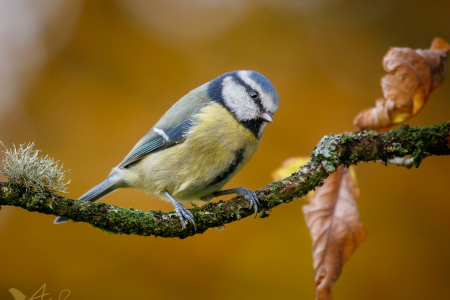 Blue Tit (Explored 16 November 2017)