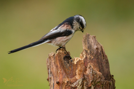 Long-tailed Tit