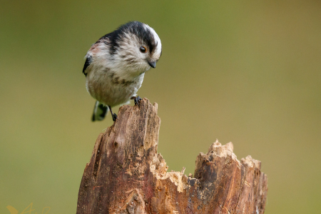 Long-tailed Tit
