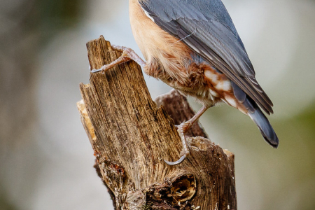 Nuthatch
