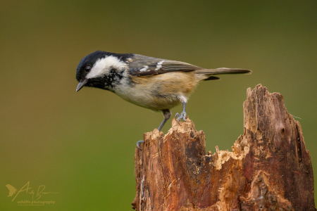 Coal Tit