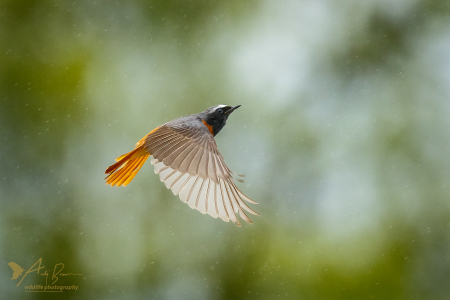 Redstart ♂️