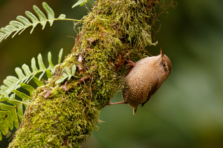 Wren (Explored 30 January 2017)