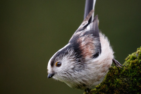 Long-tailed Tit