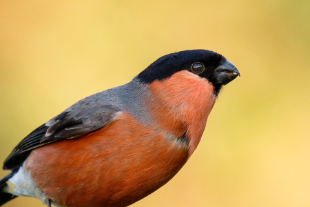 Bullfinch ♂️