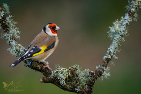 Goldfinch