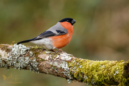 Bullfinch ♂️