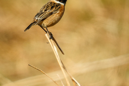 Stonechat ♂️
