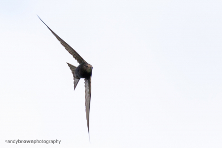Swift by name swift by nature