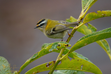 Firecrest