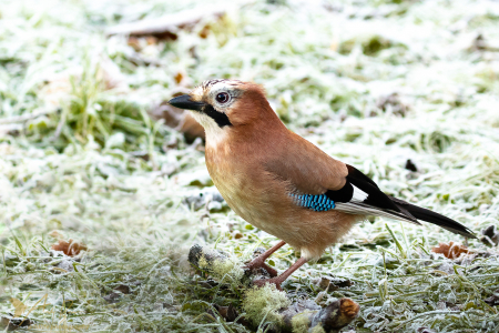Jay
