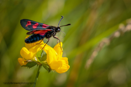 Six-spot Burnet
