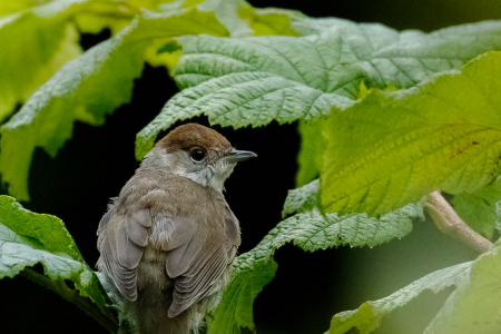 Female Blackcap