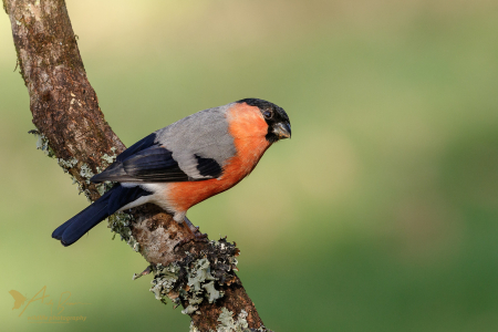 Bullfinch ♂️