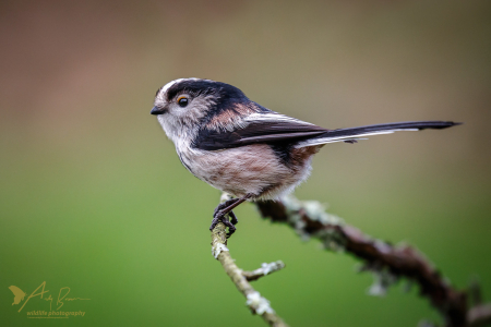 Long-tailed Tit