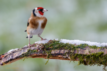 Goldfinch in the snow