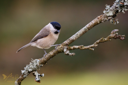 Marsh Tit