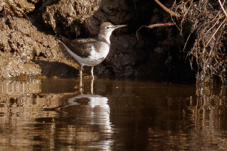 Common Sandpiper
