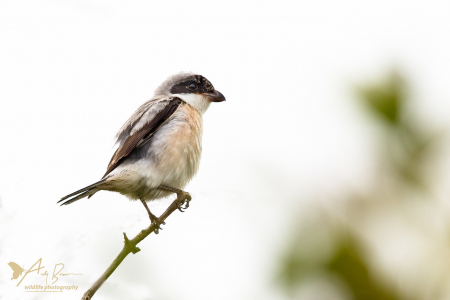 Lesser Grey Shrike 2