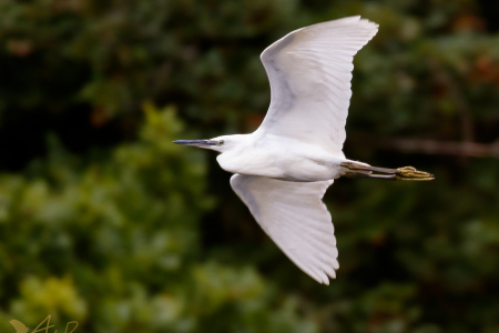 Little Egret