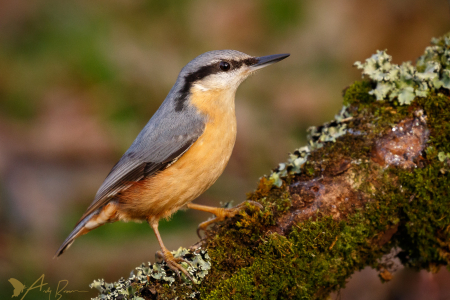 Nuthatch