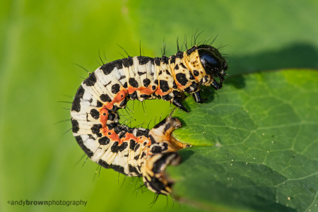 Magpie Moth Caterpillar