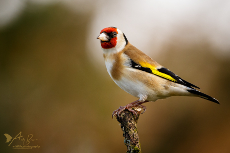 Goldfinch