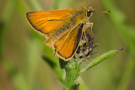 Small Skipper