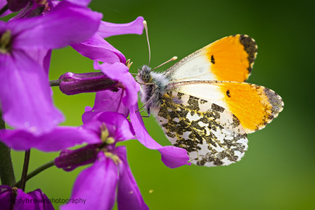 Orange Tip (Male)