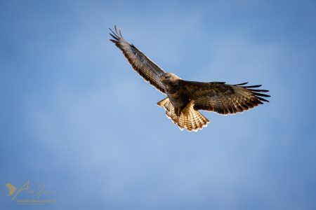 Buzzard