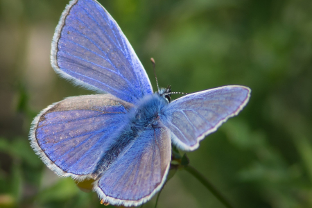 Common Blue (Male)