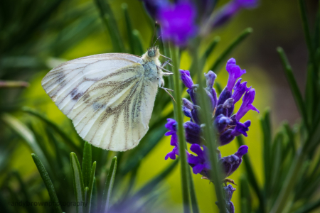 Green-veined White