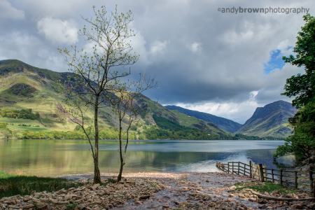 Buttermere Tree