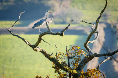 Grey Heron